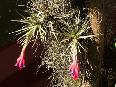 Tillandsia aëranthos (clavel del aire)